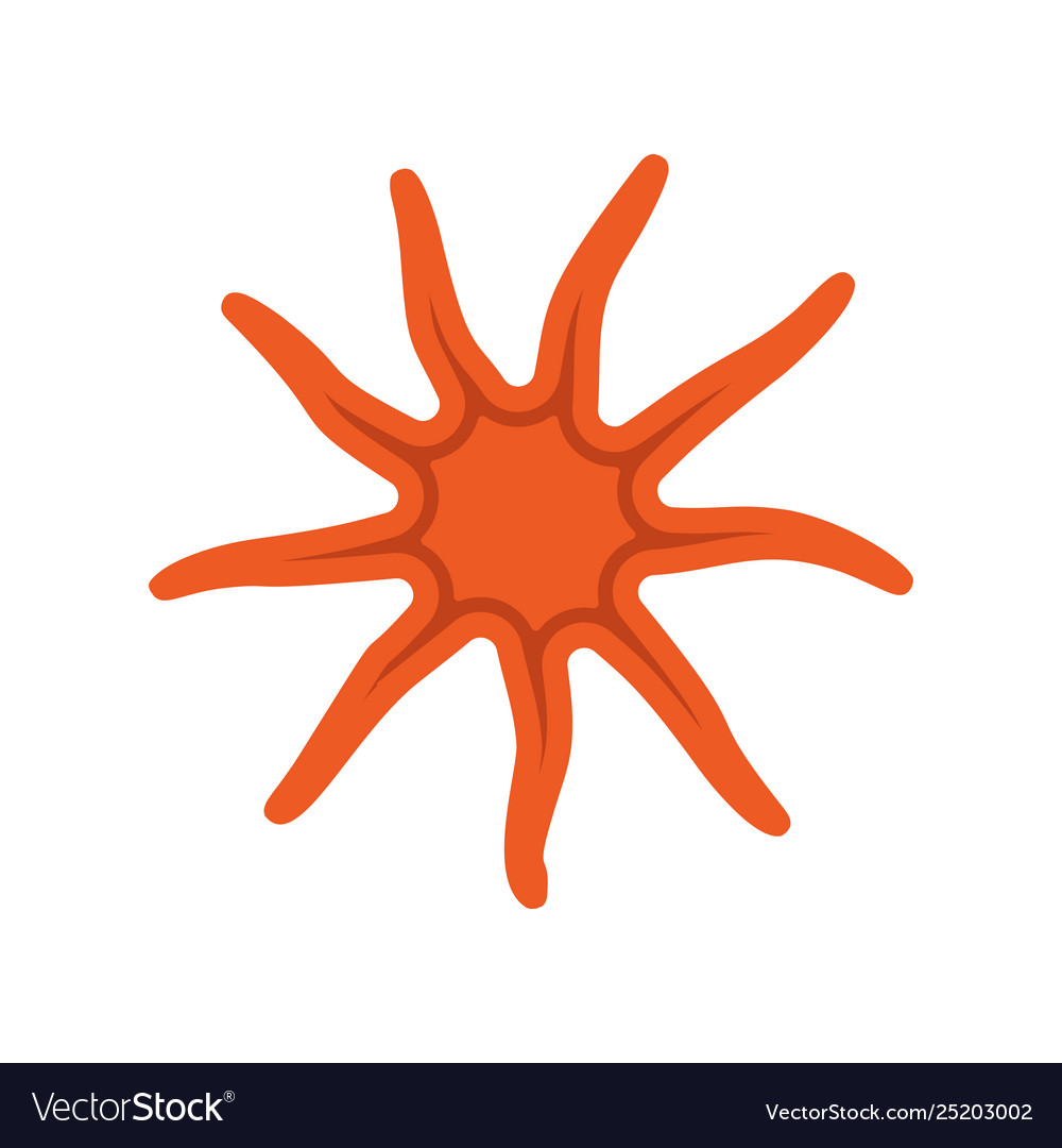 Starfish sea animal icon marine nature ocean