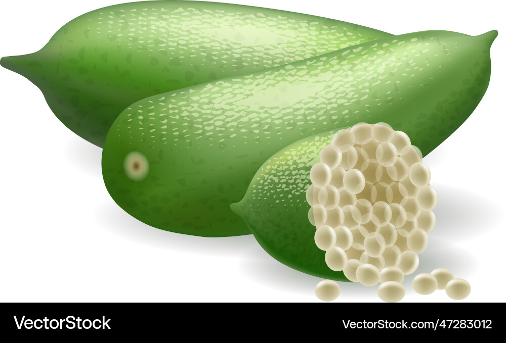Finger lime caviar pulp Royalty Free Vector Image