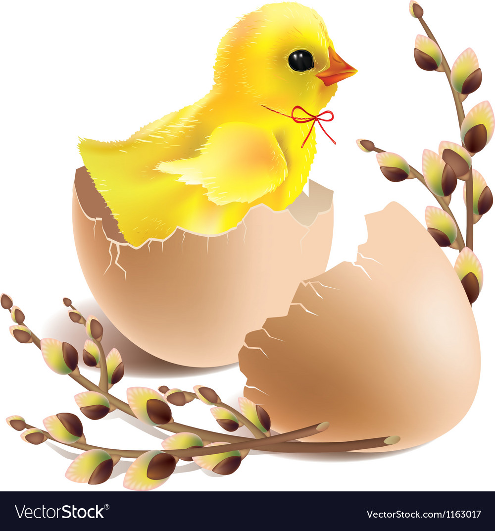 easter baby chick hatched
