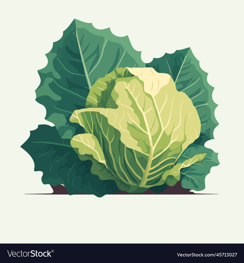 Cabbage Big Green Leaves Vegetable Fresh Vector Image Cabbage Big Green Leaves Vegetable Fresh Vector Image