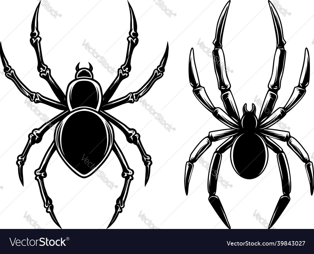 Set of spider design element for logo label Vector Image