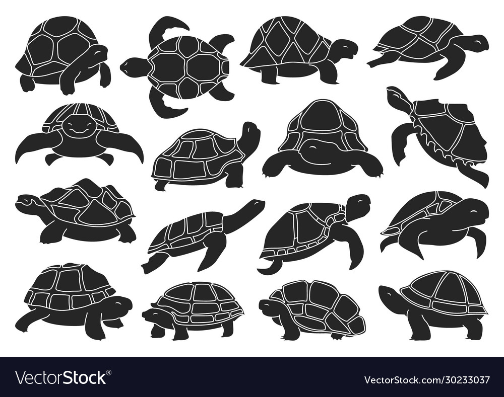 Sea turtle on white background Royalty Free Vector Image