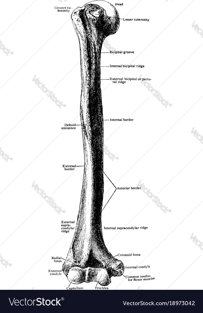 Humerus from before vintage Royalty Free Vector Image