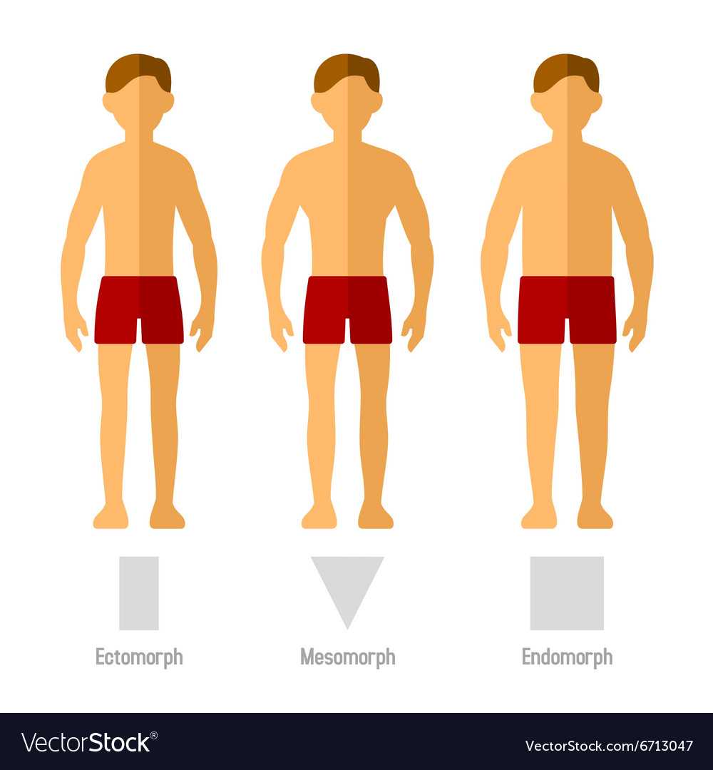 Men body types Royalty Free Vector Image - VectorStock