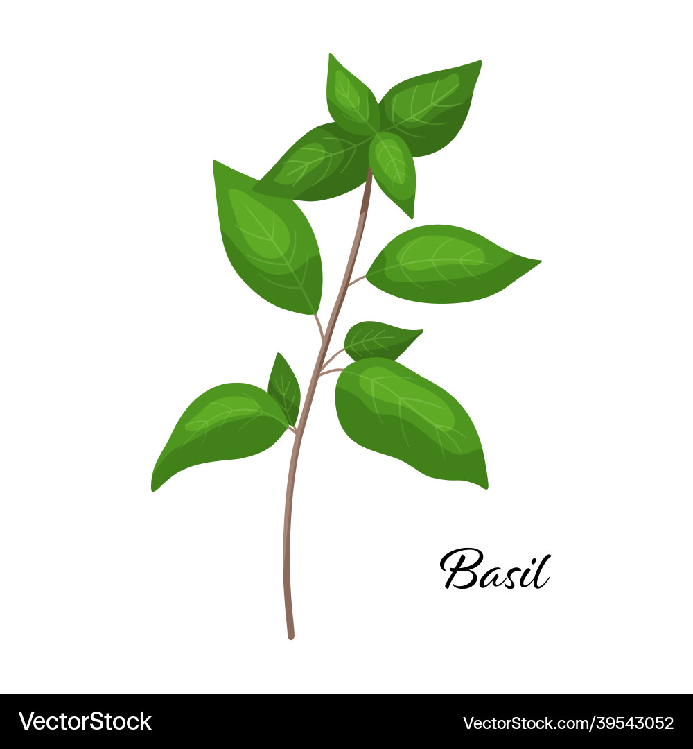 Basil branch spicy herb Royalty Free Vector Image