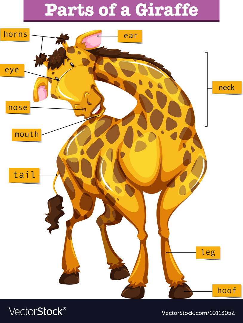 Diagram showing parts giraffe Royalty Free Vector Image