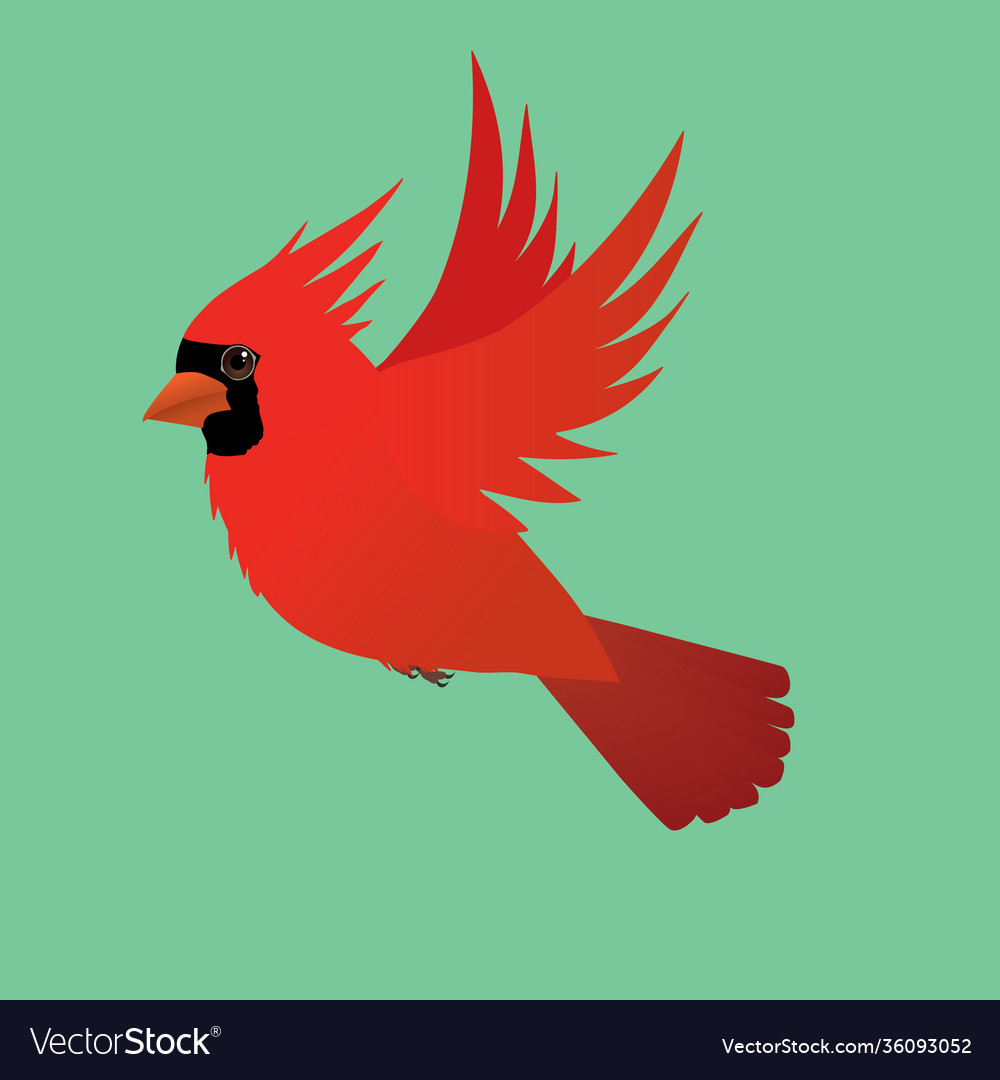 Flying northern cardinal