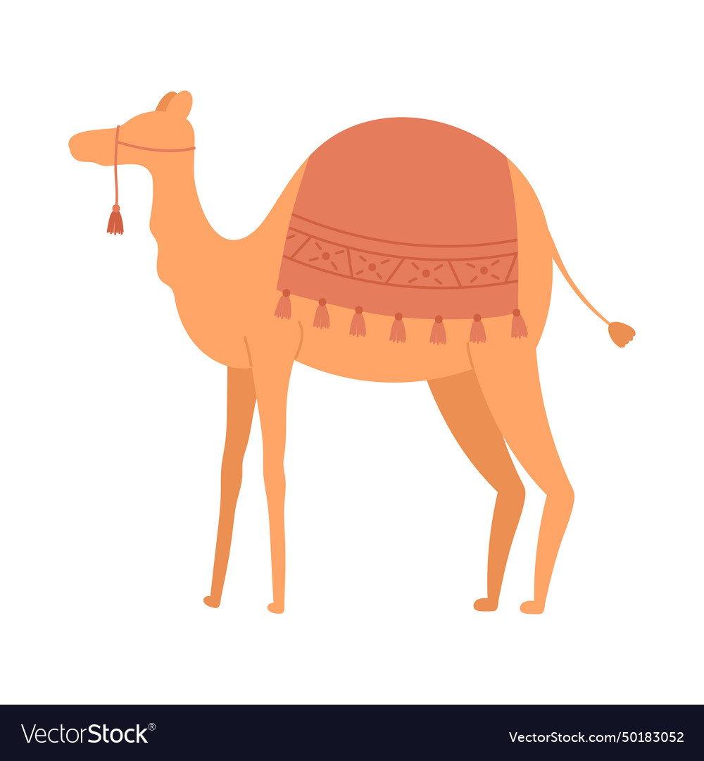 Moroccan camel animal