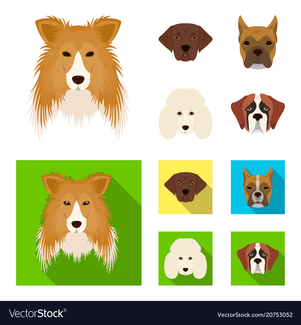 Muzzle of different breeds of dogscollie breed Vector Image