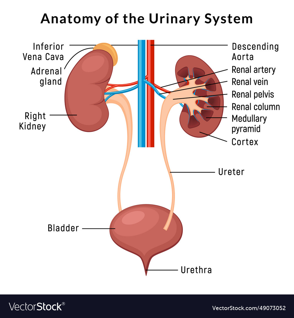 Urinary system anatomy incontinence biology Vector Image