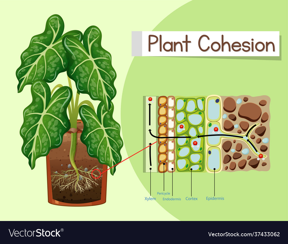 Diagram showing plant cohesion Royalty Free Vector Image