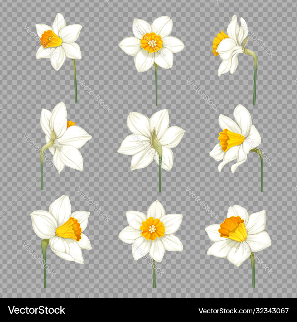 Daffodils White With Yellow Centers Separate Vector Image