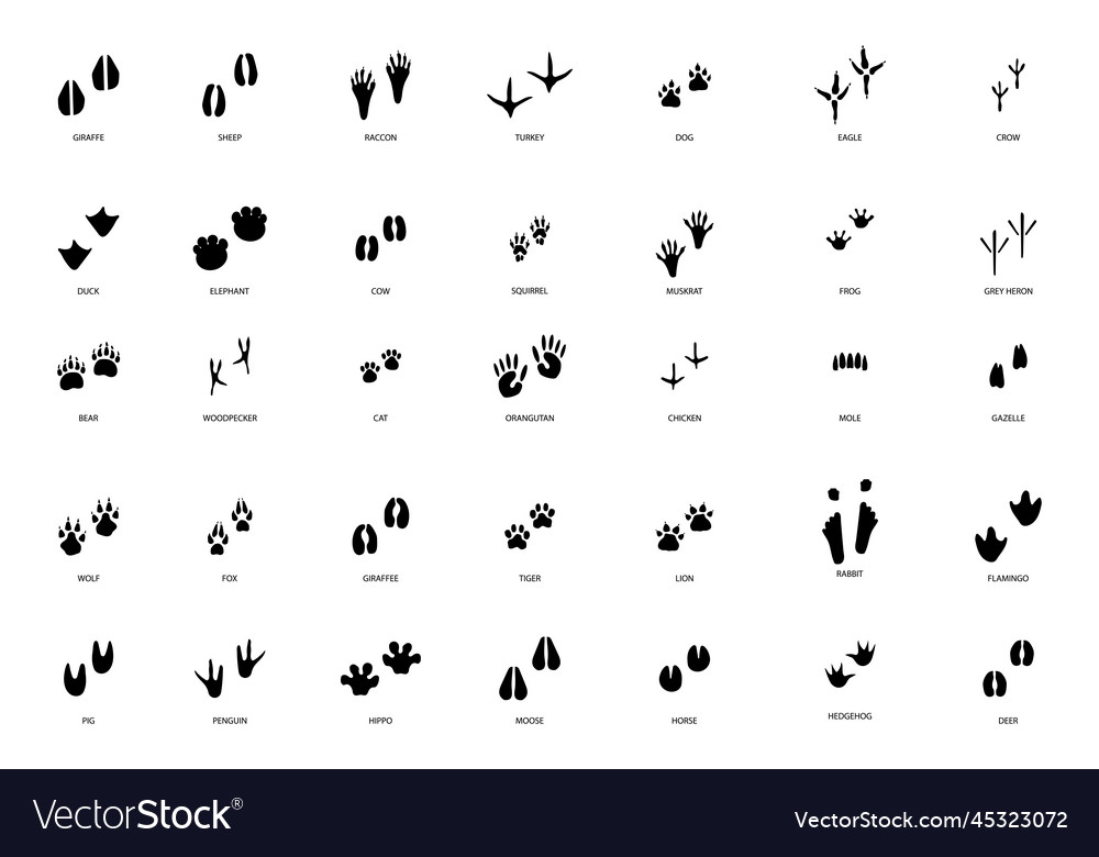 Different footprint traces step