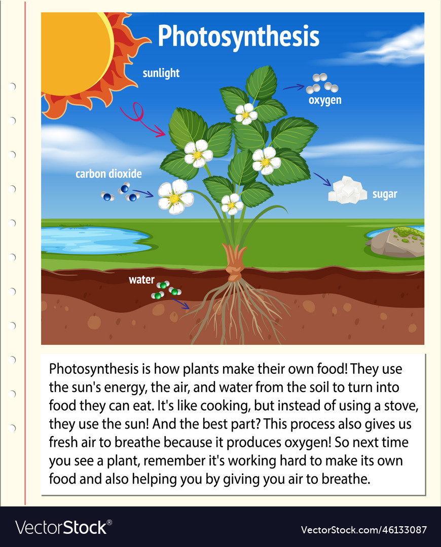 Explanation of photosynthesis for biology Vector Image