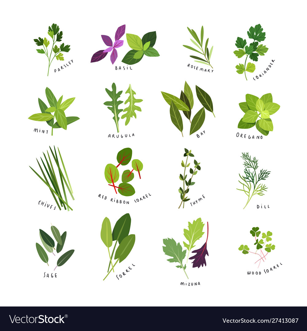 Herbs and spices mini icons Royalty Free Vector Image