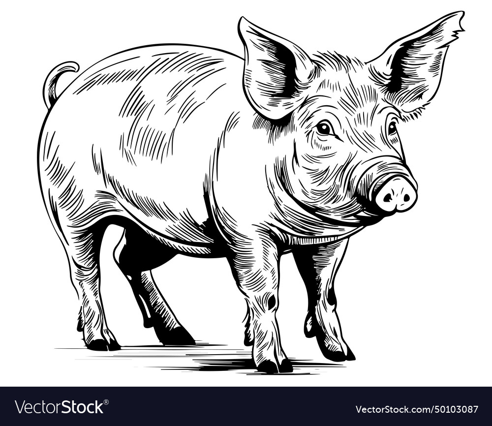 Pig Royalty Free Vector Image - VectorStock