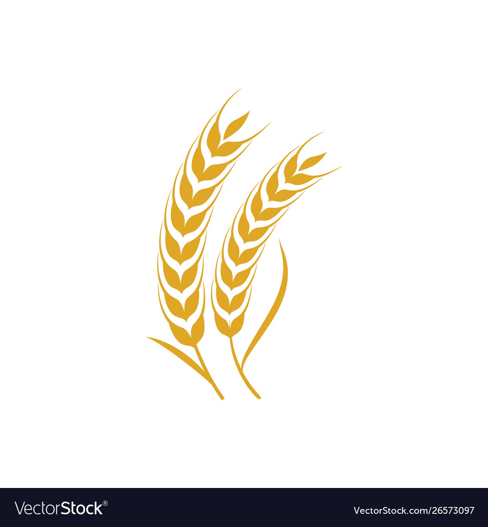 Agriculture wheat Royalty Free Vector Image - VectorStock