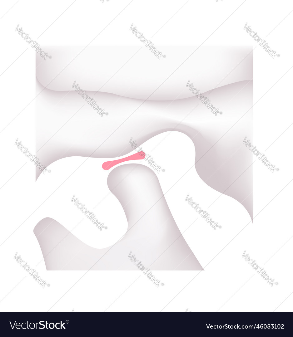 Structural of humans jaw open Royalty Free Vector Image Biology Diagrams