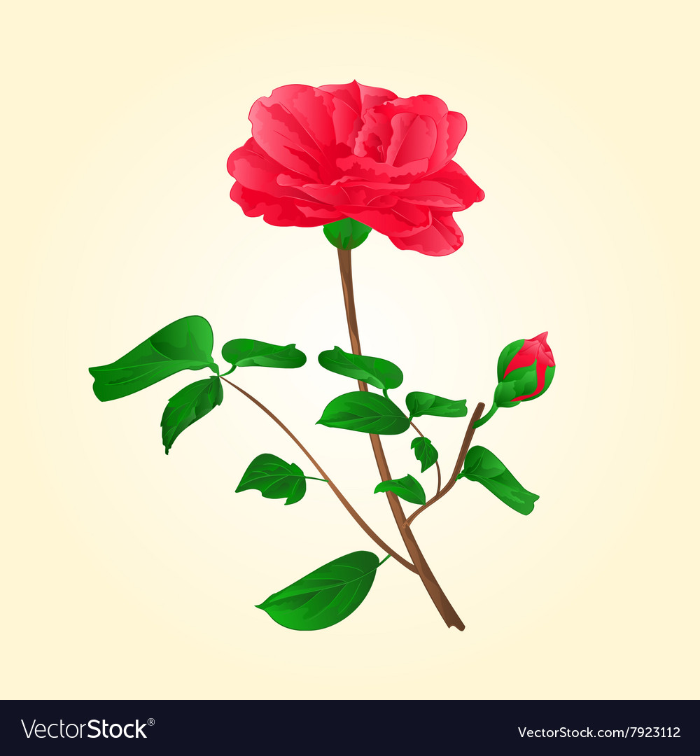 Flower camellia japonica with bud Royalty Free Vector Image