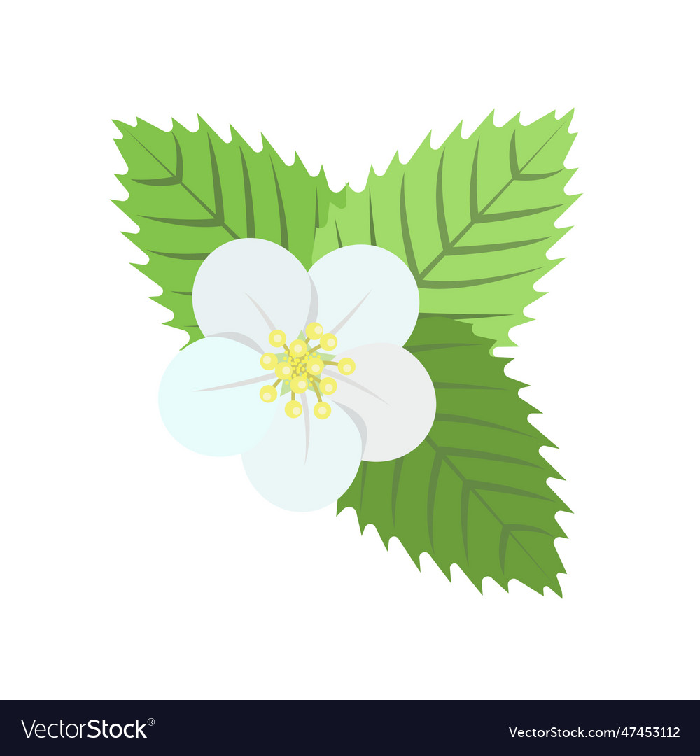 Strawberry flower Royalty Free Vector Image - VectorStock