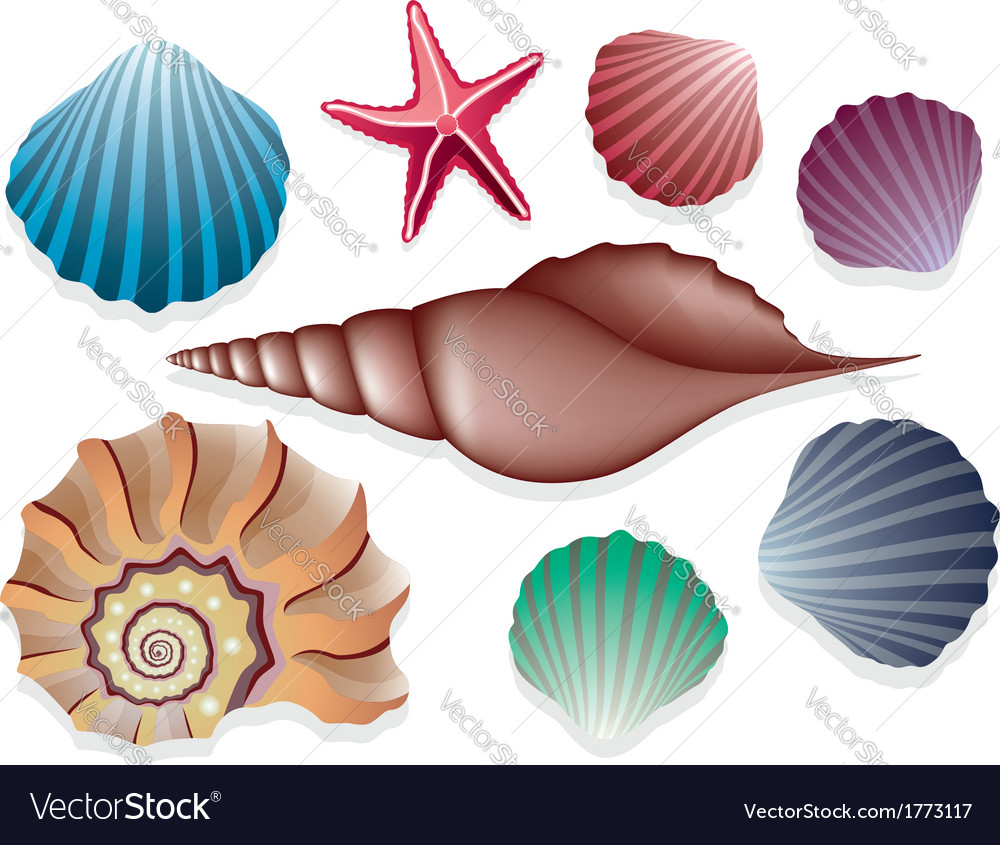 Sea Shells Royalty Free Vector Image Vectorstock Sea Shells Royalty Free Vector Image Vectorstock