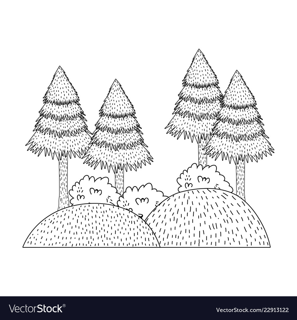 Pines Forest Landscape Scene Royalty Free Vector Image