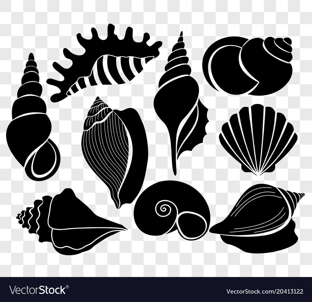 Set beautiful sea shells Royalty Free Vector Image