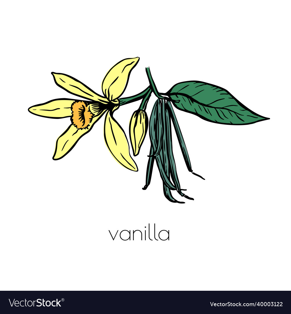 Vintage vanilla flower sketch drawn great design