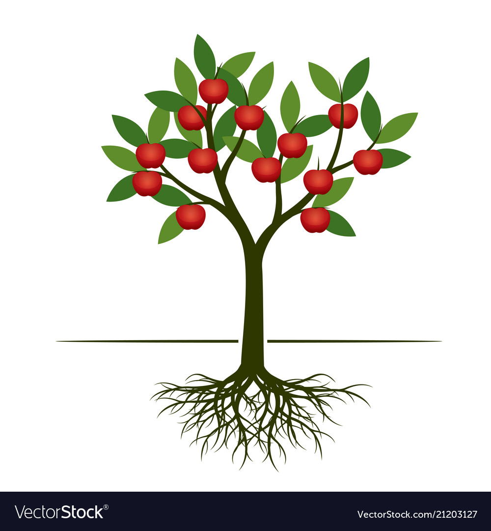 Green summer tree with red apple and root Vector Image