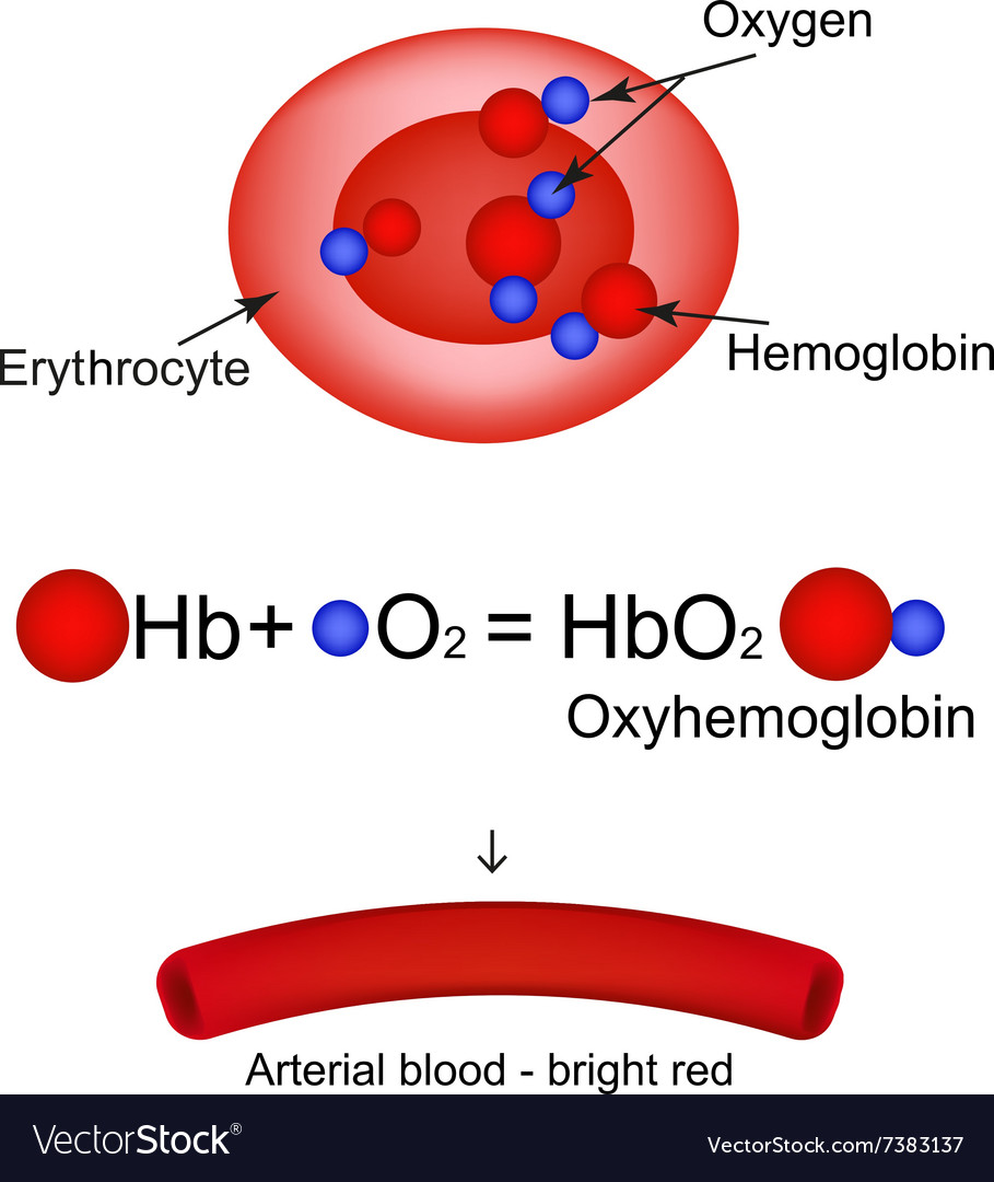Hemoglobin Anatomy