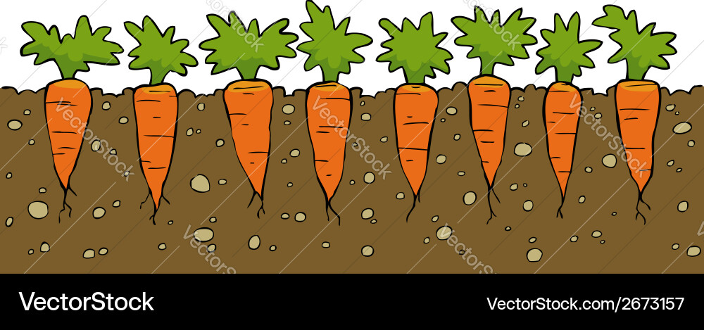 A bed of carrot Royalty Free Vector Image VectorStock