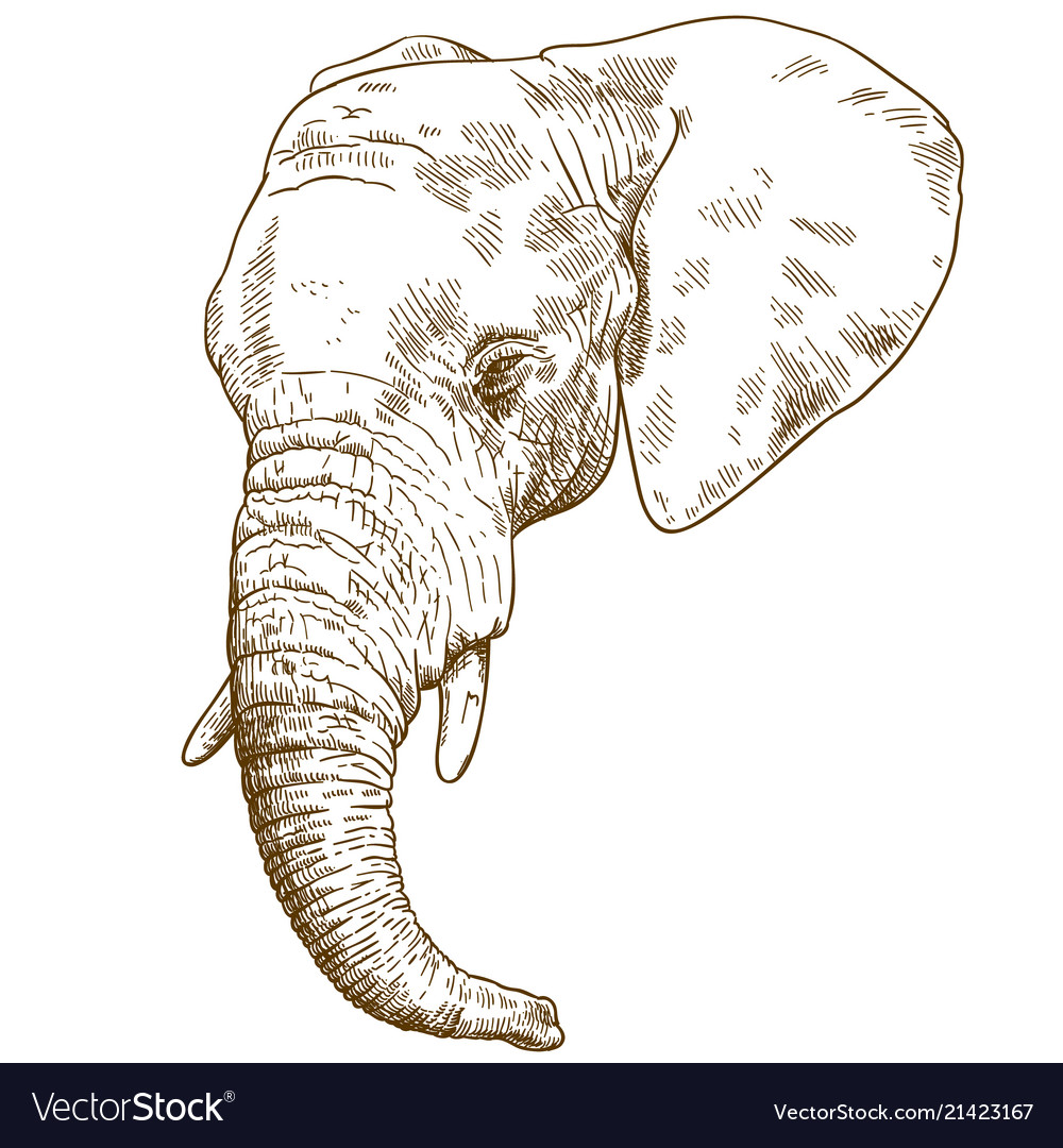 elephant figure drawing