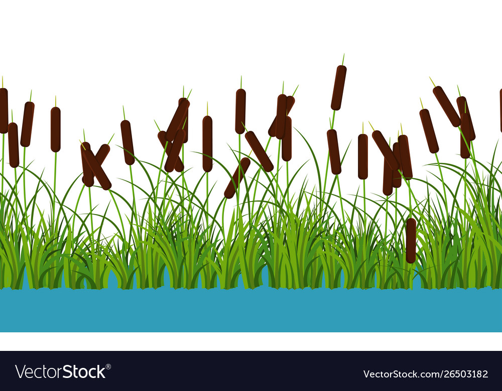 Reed stems plants with leaves and grass Royalty Free Vector