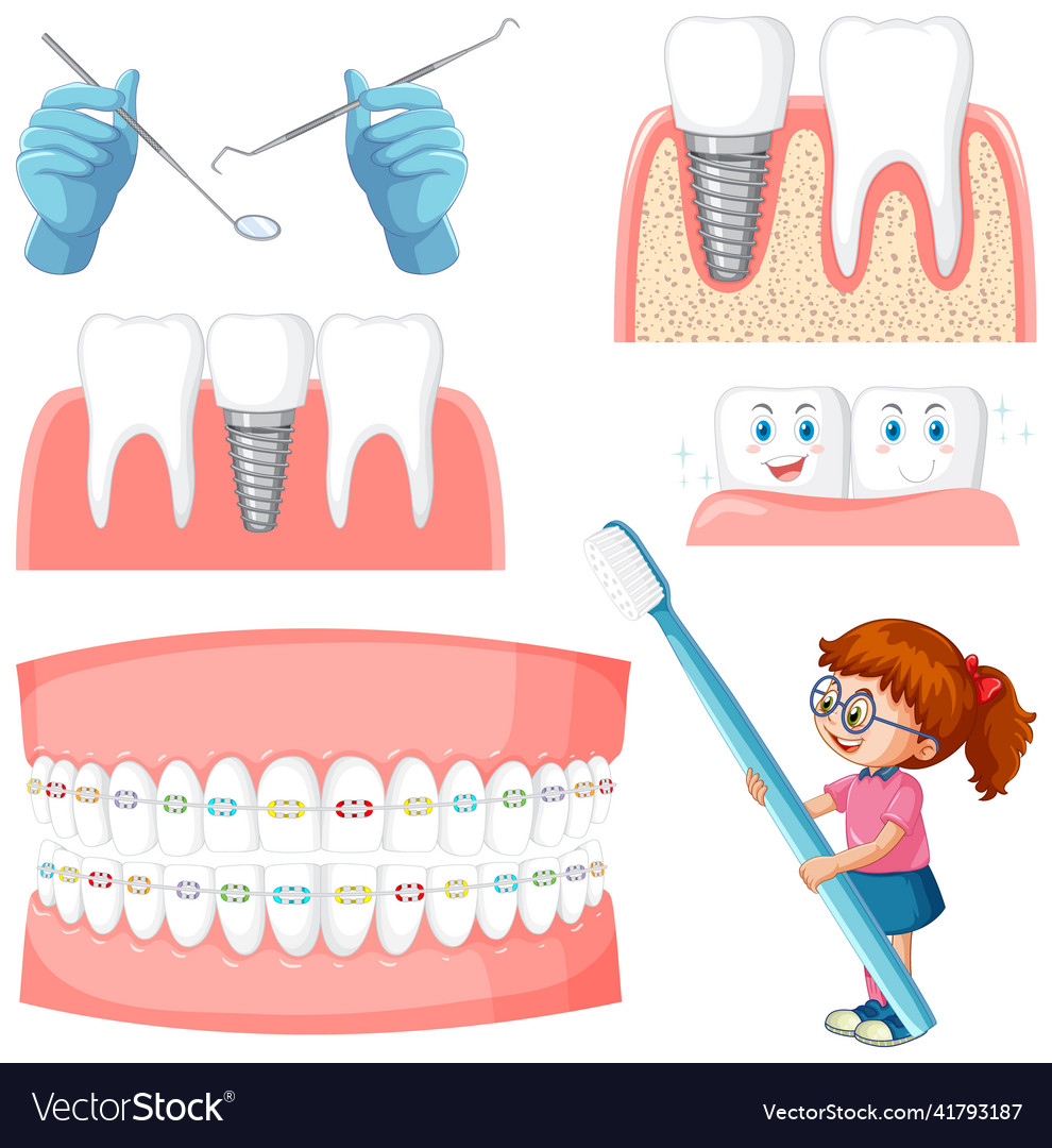 Set of all types of teeth on white background Vector Image