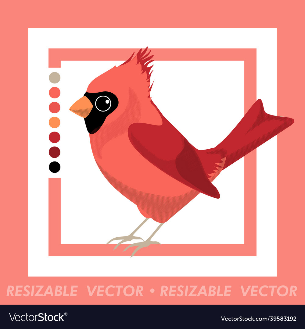 Northern cardinal jay