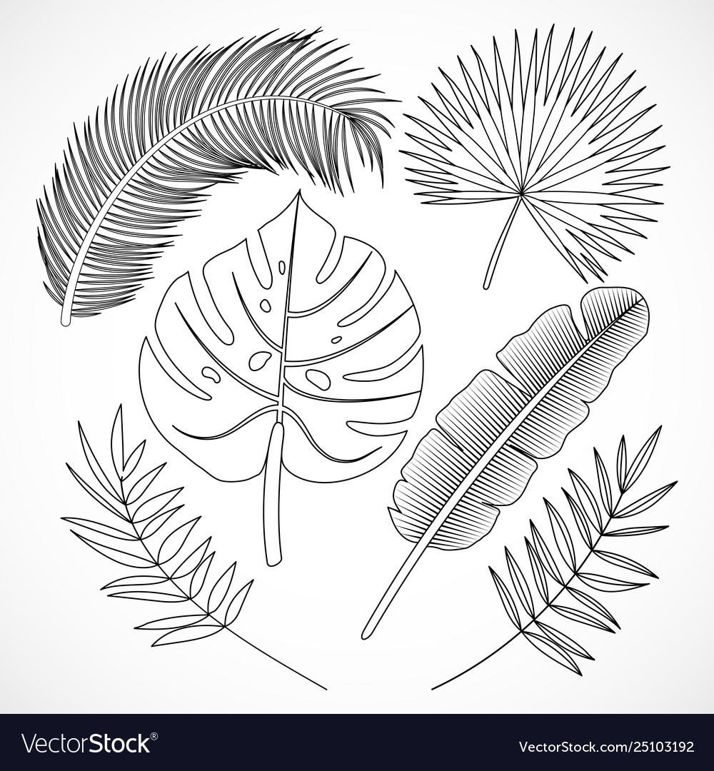 Palm leaves silhouette set outline Royalty Free Vector Image