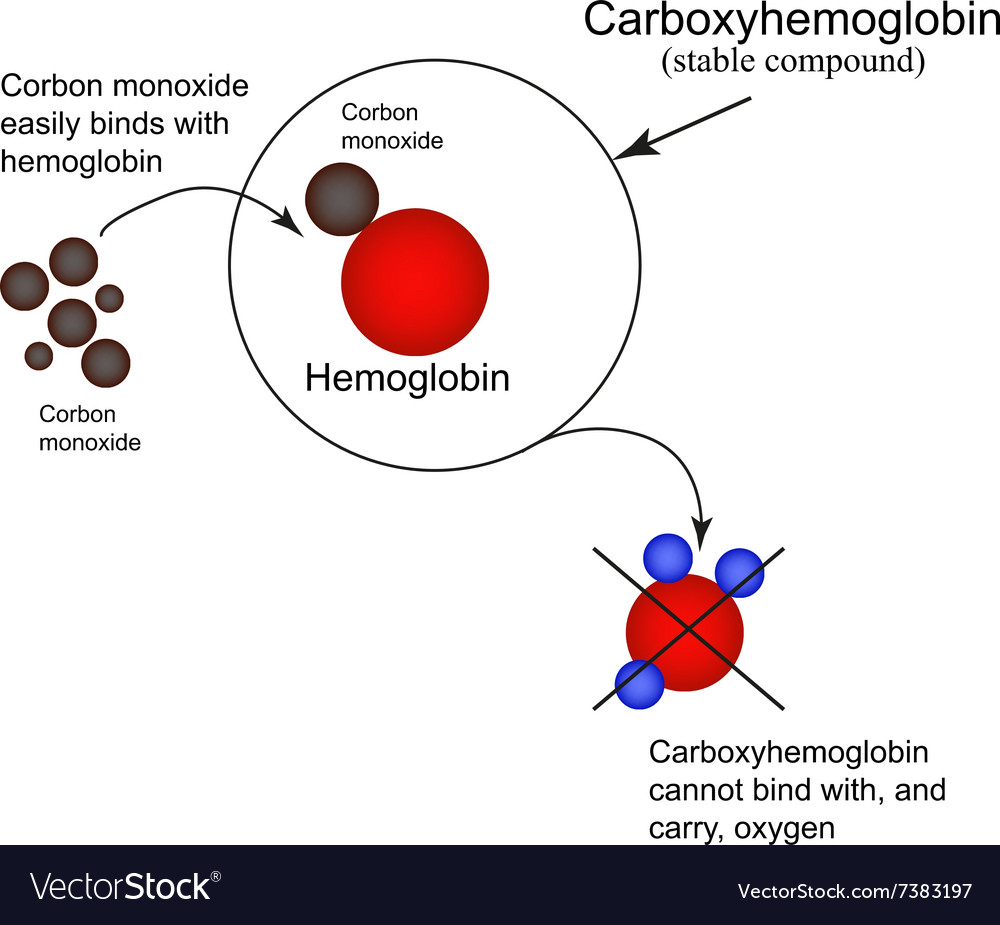 Carboxyhemoglobin joining hemoglobin carbon Vector Image