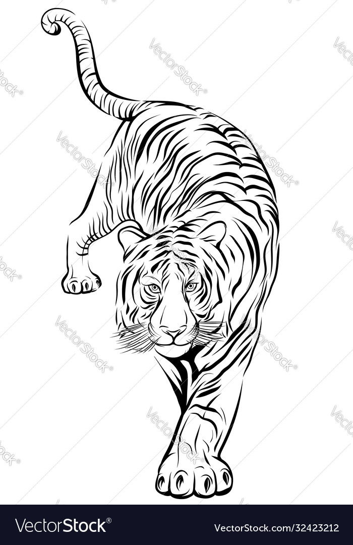 Tiger Leaping Forward Drawing