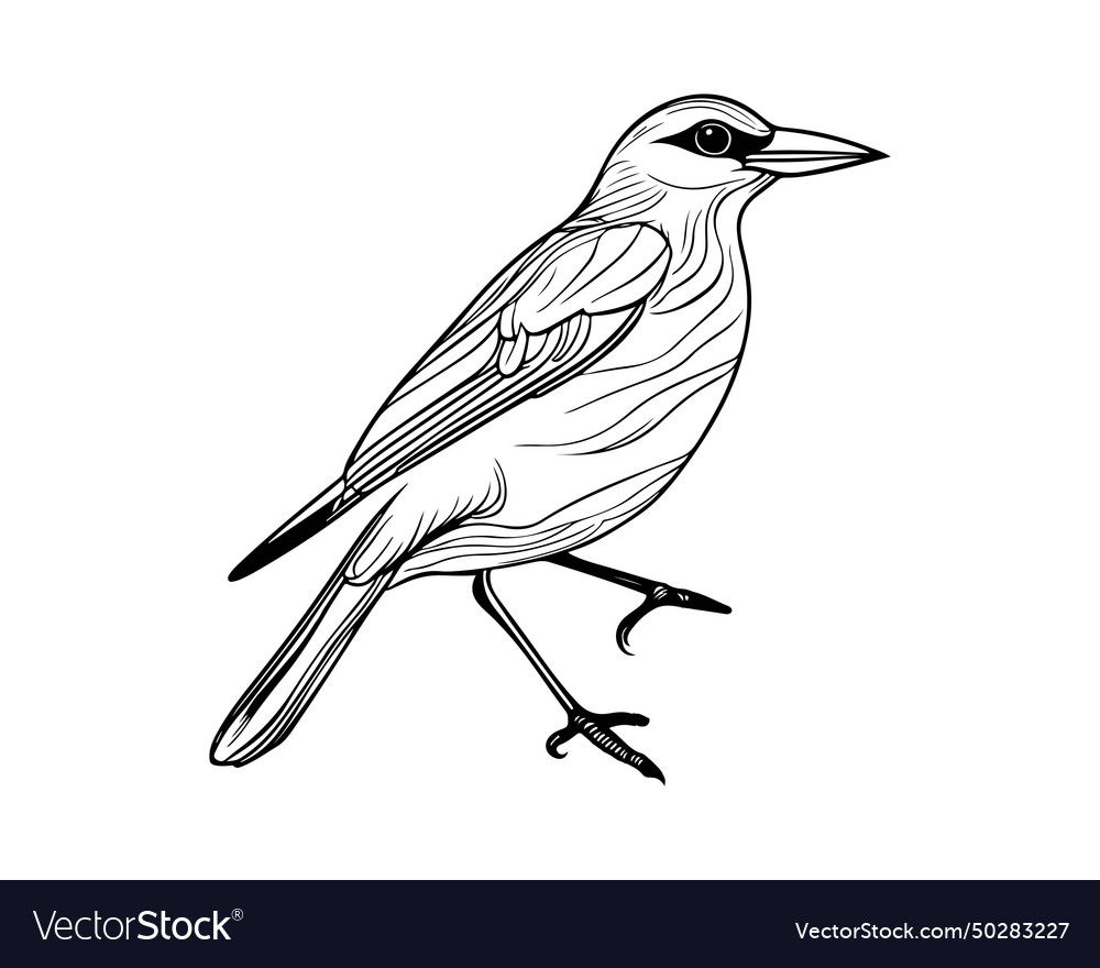 Bird line art Royalty Free Vector Image - VectorStock