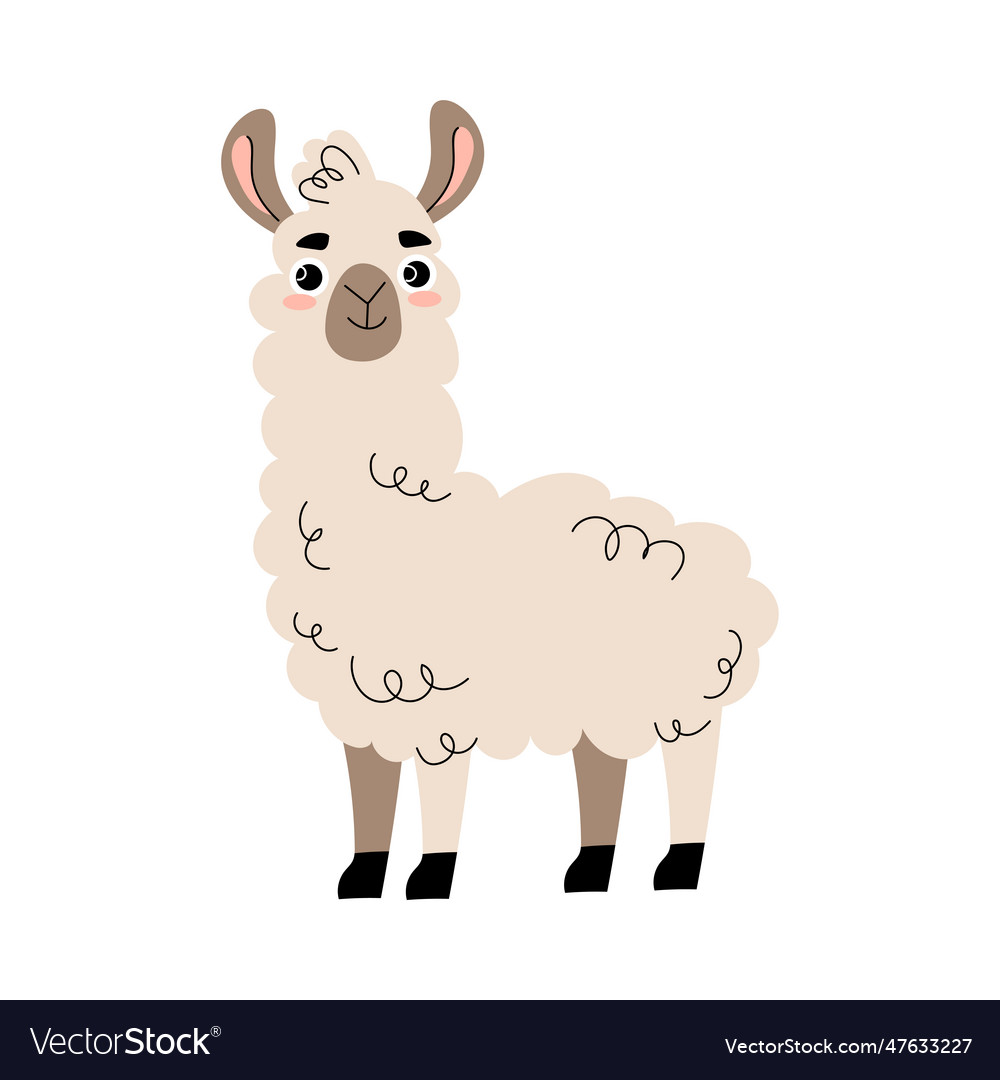 Cute llama with hoof and wooly coat as farm animal