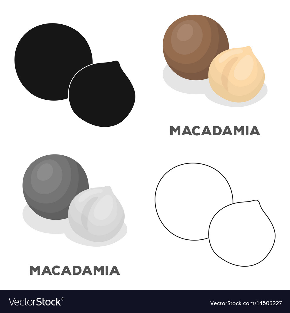 Macadamiadifferent kinds of nuts single icon