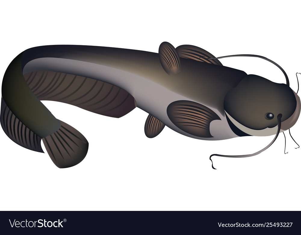 cat fish black