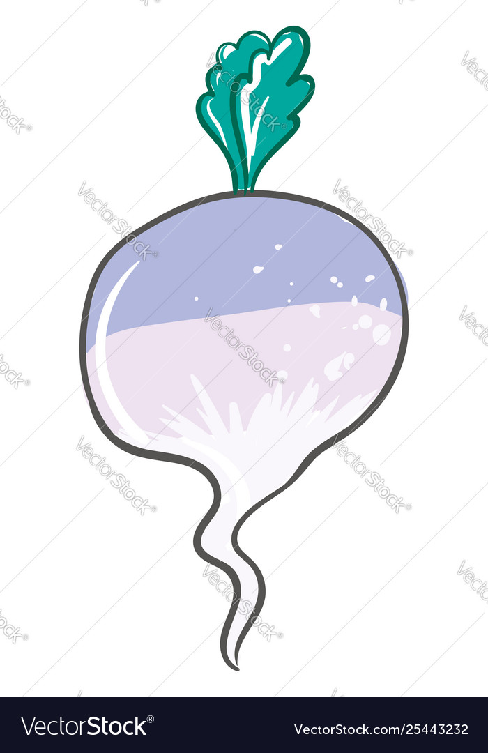 Turnip or color Royalty Free Vector Image VectorStock