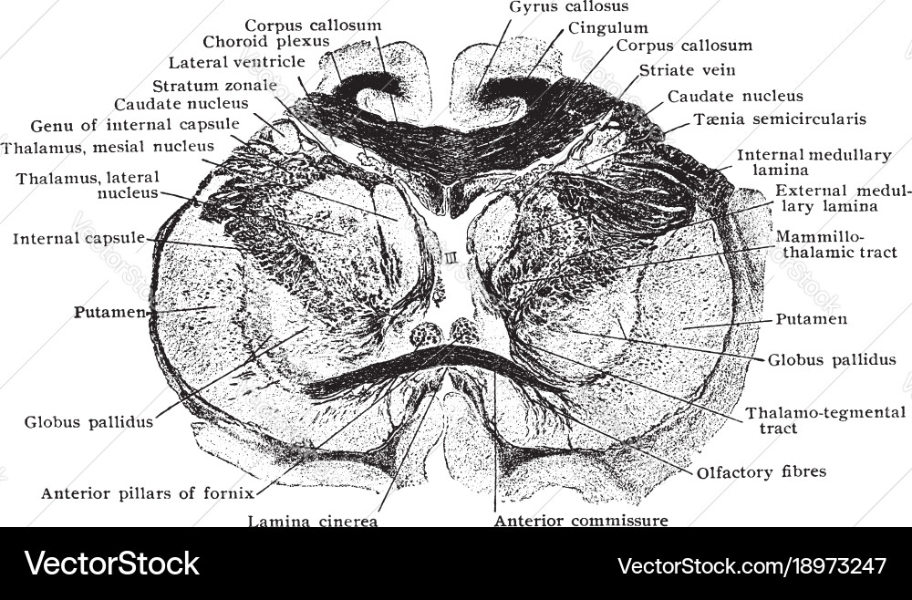 Frontal section through thalamus vintage Vector Image
