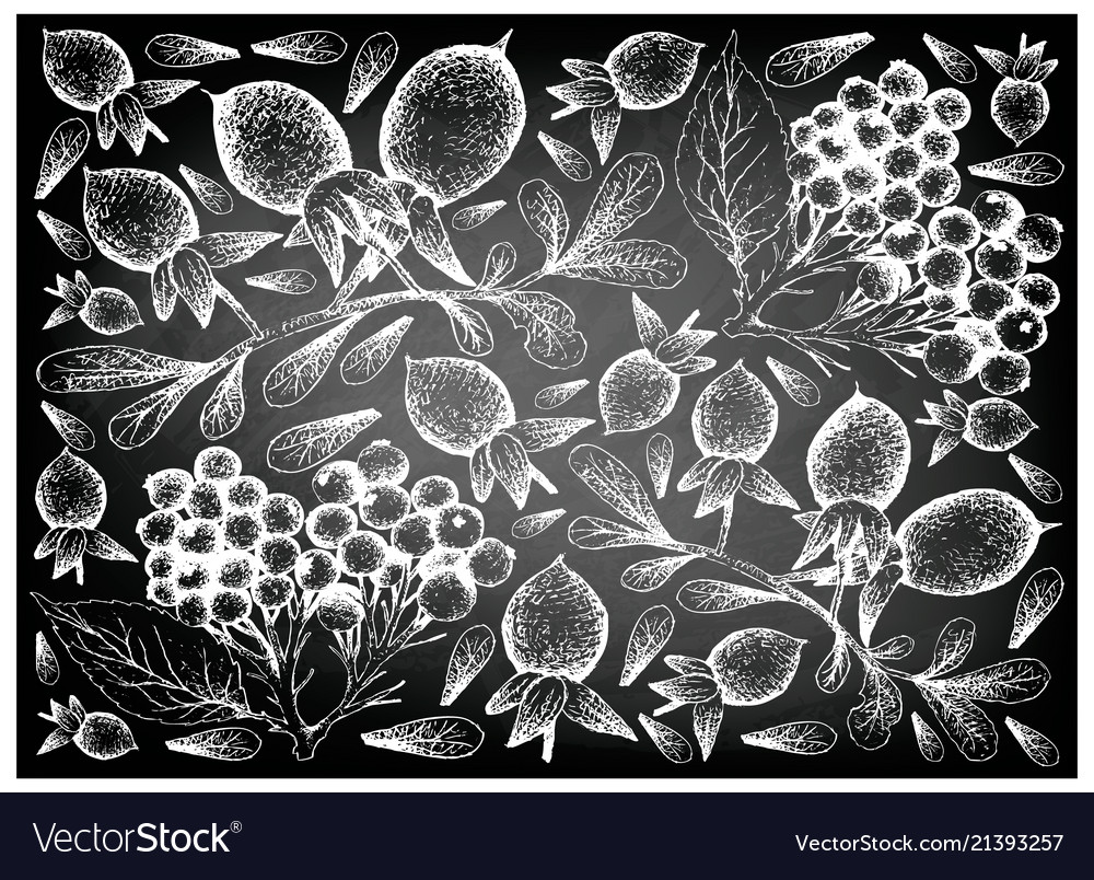 Hand drawn of elderberry and diospyros lycioides f