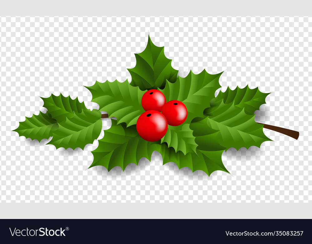 Holly berry isolated transparent background Vector Image