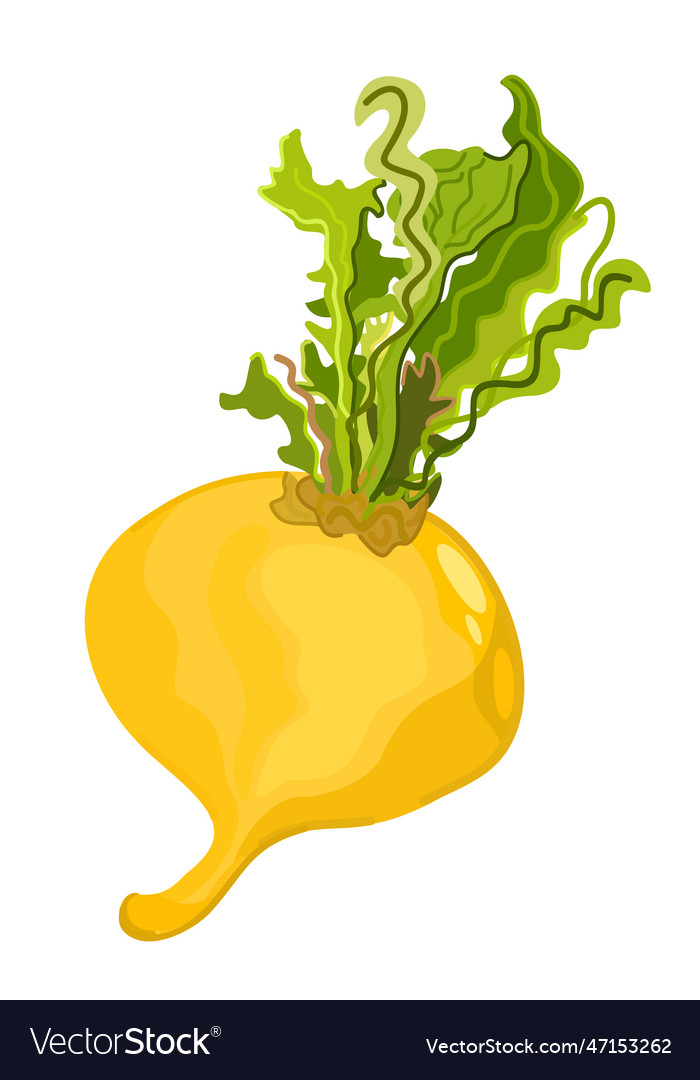 Turnip isolated Royalty Free Vector Image VectorStock