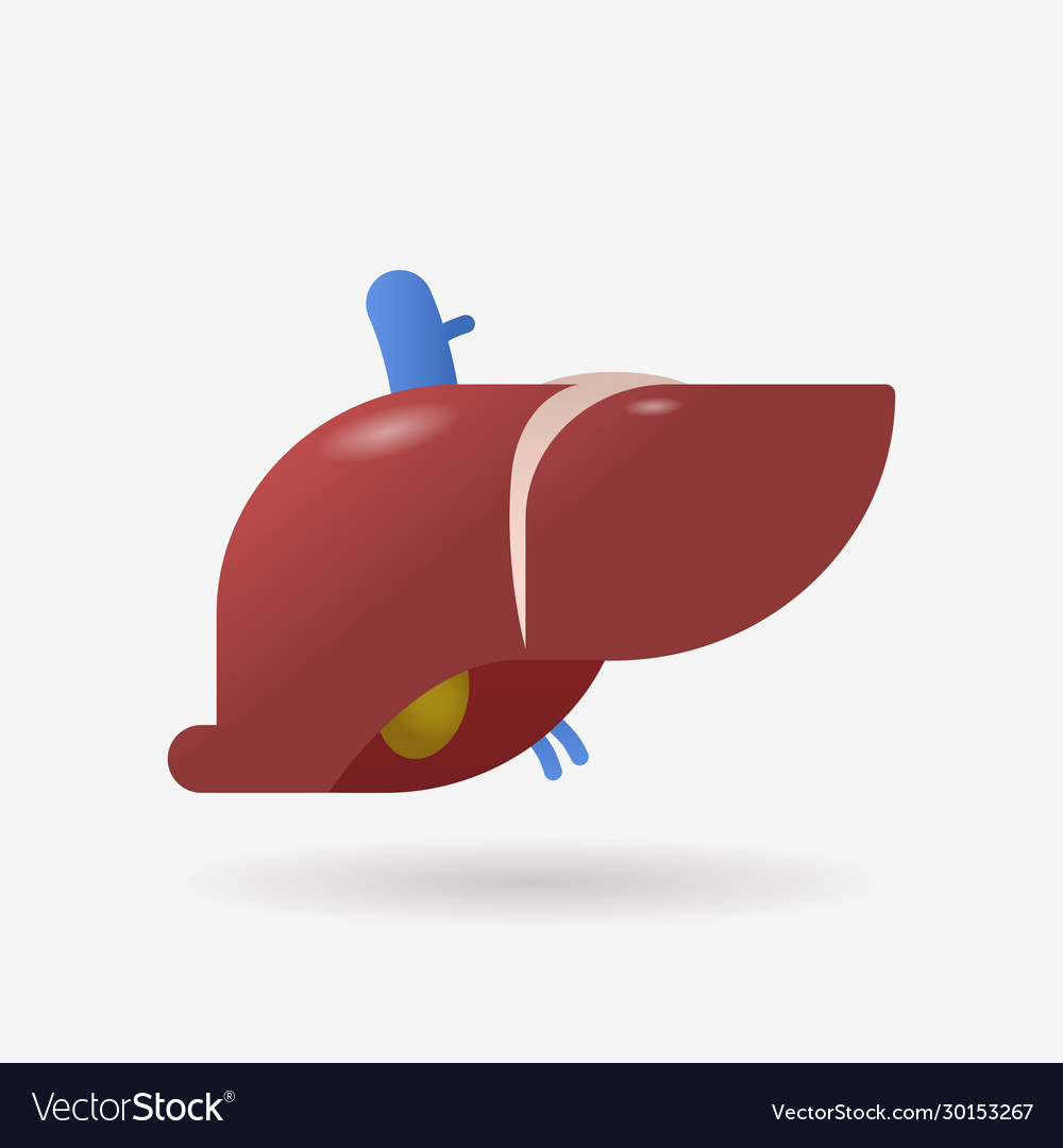 Anatomical liver icon human body internal organ Vector Image