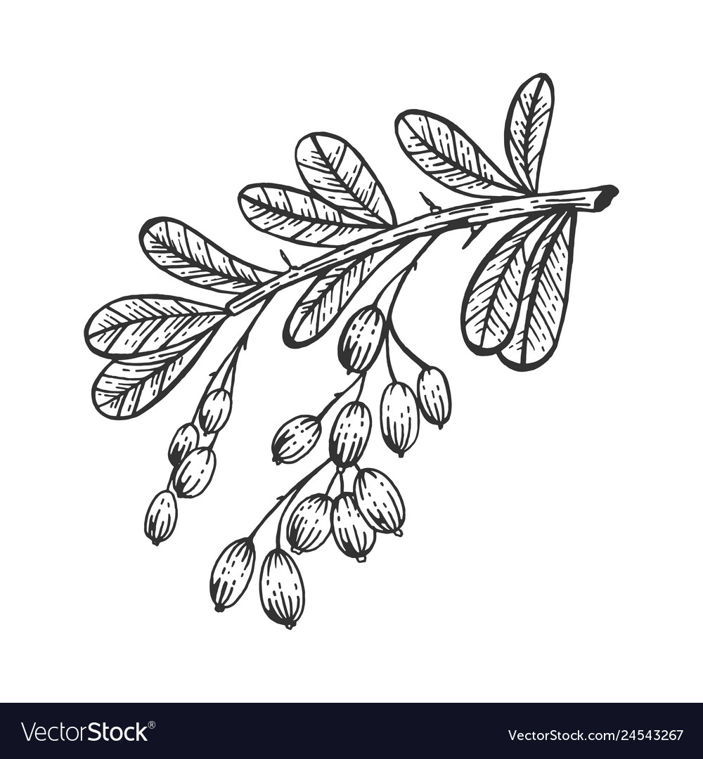 Barberry branch sketch engraving Royalty Free Vector Image