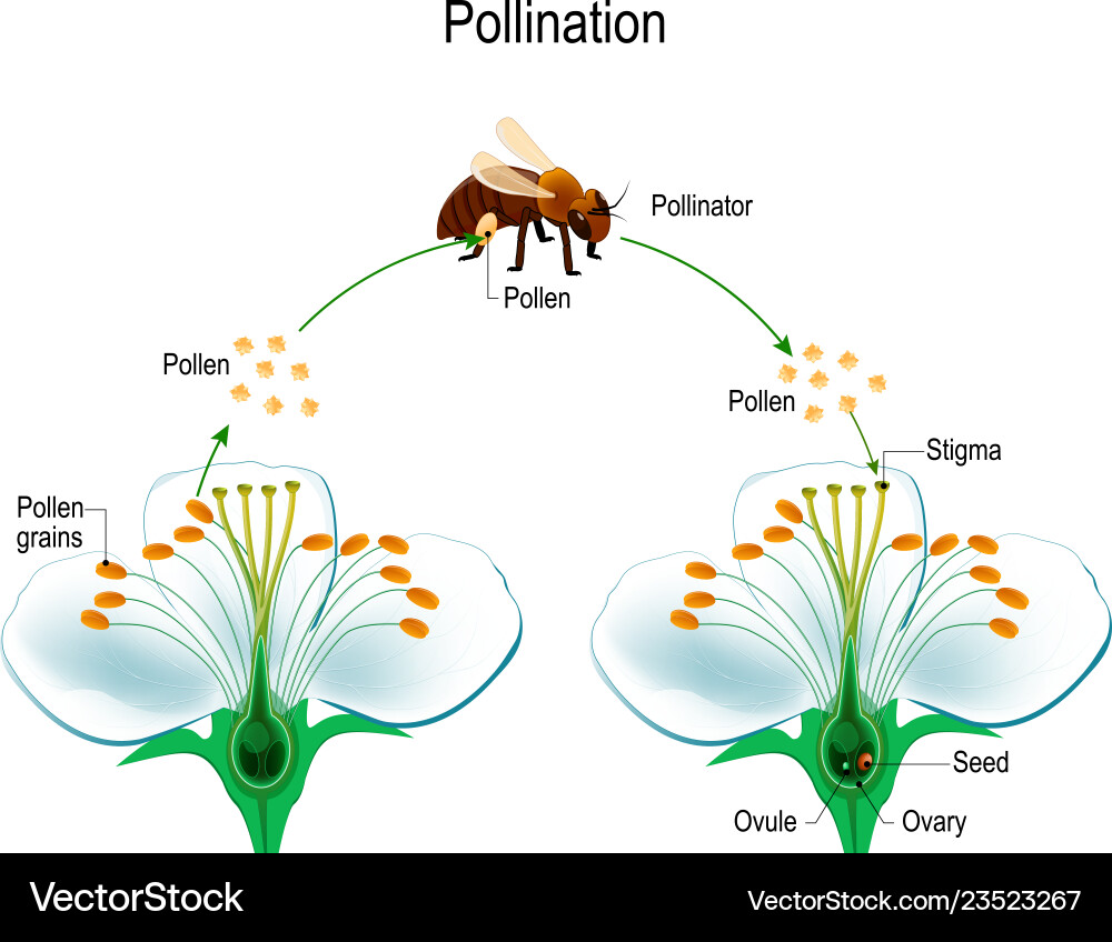 Process cross-pollination using an animal Vector Image